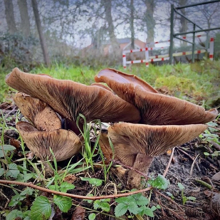 Adriaan Brand    Fotowerk 2013-2025